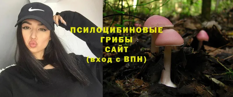 блэк спрут как зайти  Касли  Галлюциногенные грибы Psilocybine cubensis 